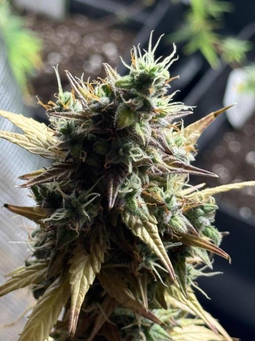 ORIGINAL GB XXL AUTO. Week 12