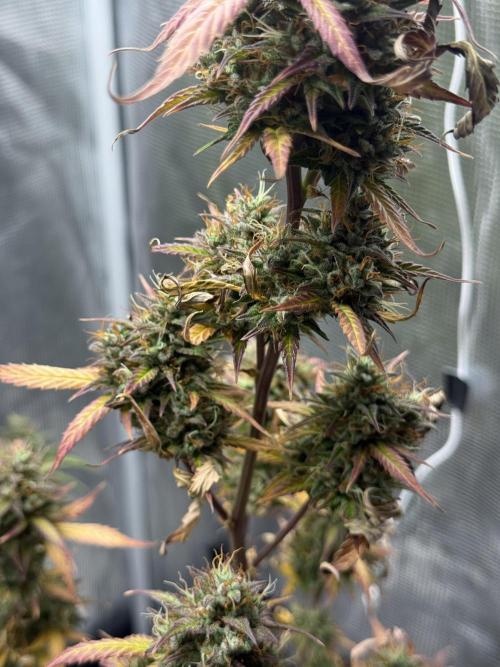 ORIGINAL GB XXL AUTO. Week 12