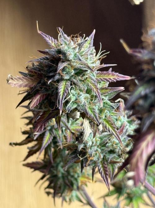 ORIGINAL GB XXL AUTO. Week 12