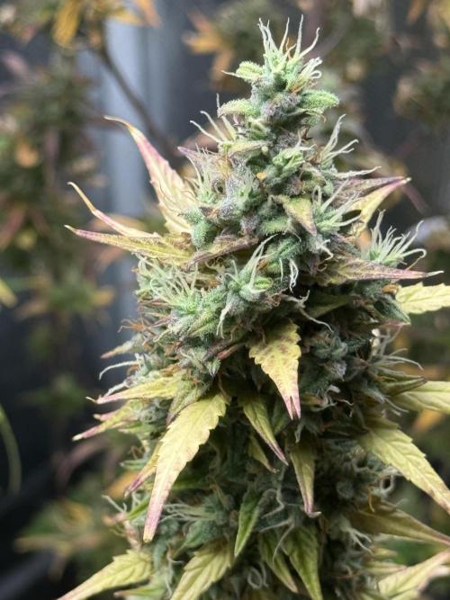 ORIGINAL GB XXL AUTO. Week 12