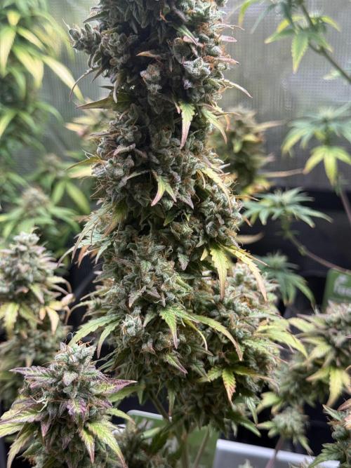 GIRL SCOUT KUSH. Week 13