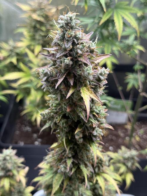 GIRL SCOUT KUSH. Week 13