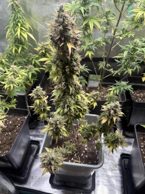 GIRL SCOUT KUSH. Week 13