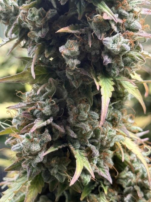 GIRL SCOUT KUSH. Week 13