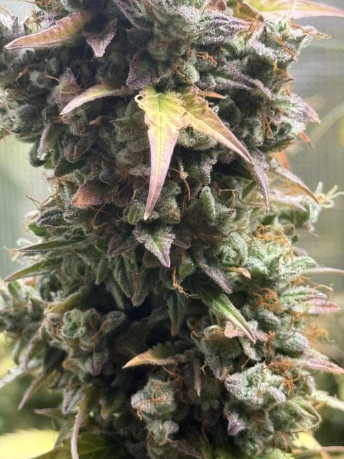 GIRL SCOUT KUSH. Week 13