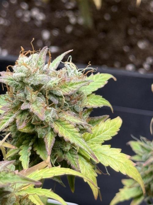 GIRL SCOUT KUSH. Week 13