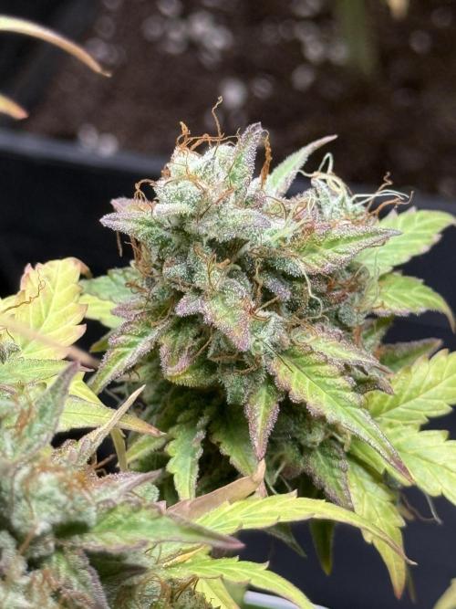 GIRL SCOUT KUSH. Week 13