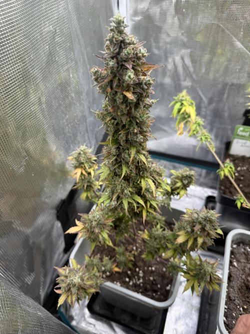 GIRL SCOUT KUSH. Week 13