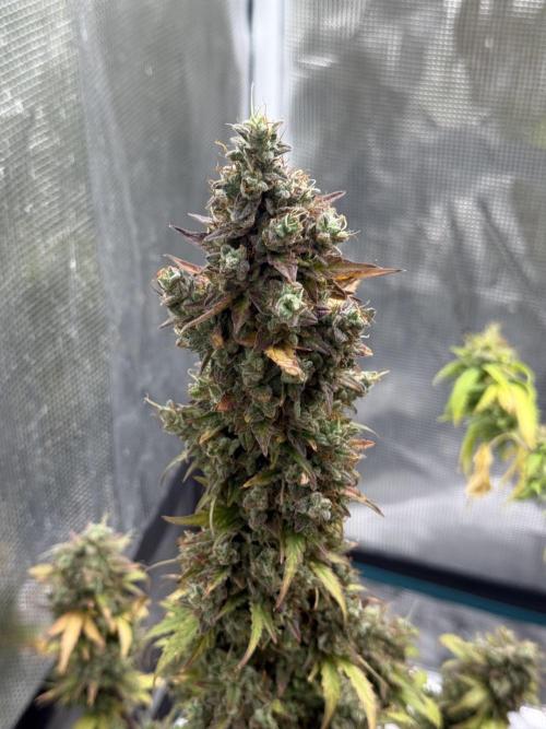 GIRL SCOUT KUSH. Week 13