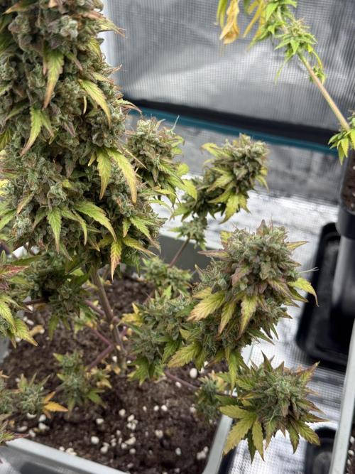 GIRL SCOUT KUSH. Week 13