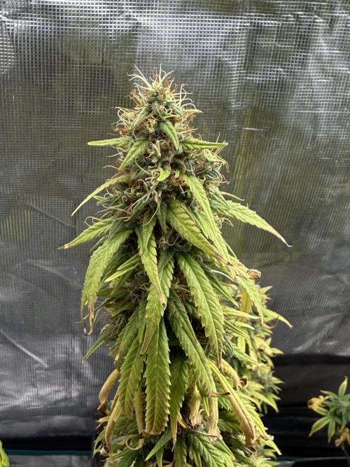 GIRL SCOUT KUSH. Week 13