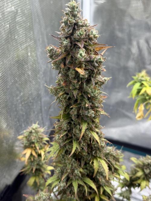 GIRL SCOUT KUSH. Week 13