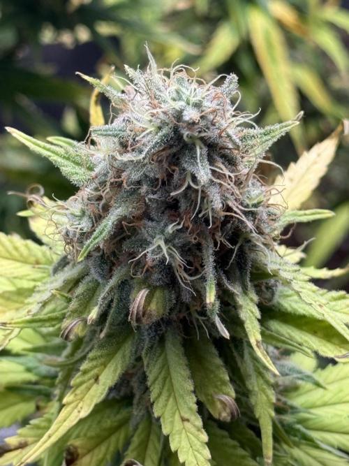 GIRL SCOUT KUSH. Week 13