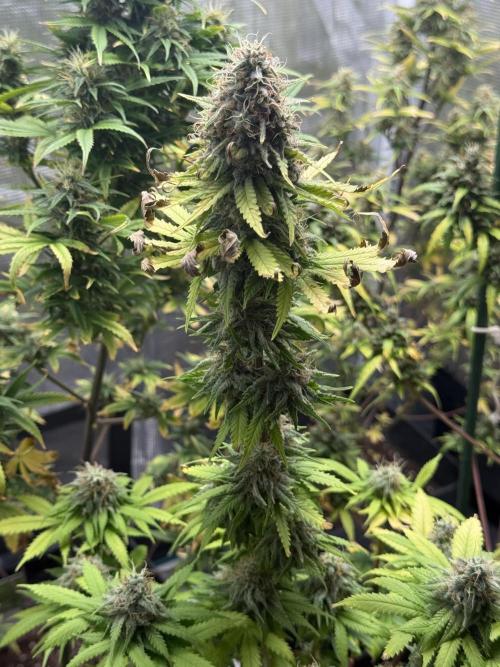 GIRL SCOUT KUSH. Week 13