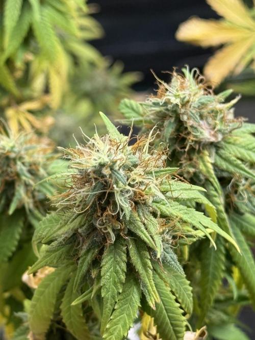 GIRL SCOUT KUSH. Week 13