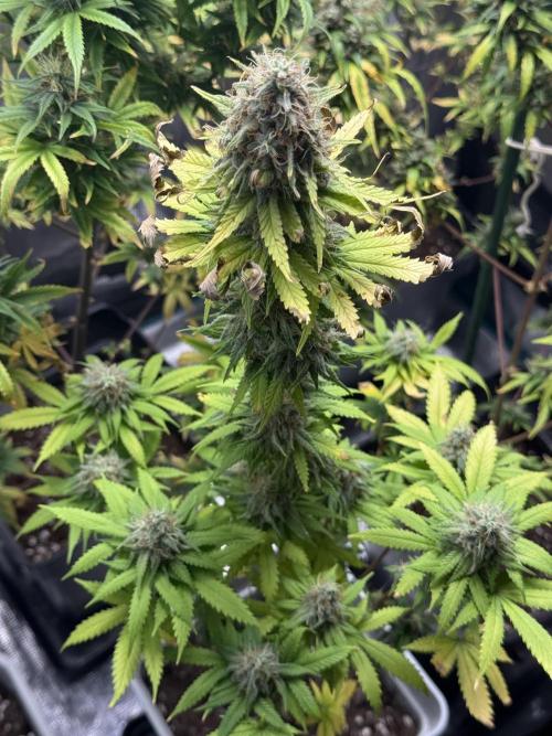 GIRL SCOUT KUSH. Week 13