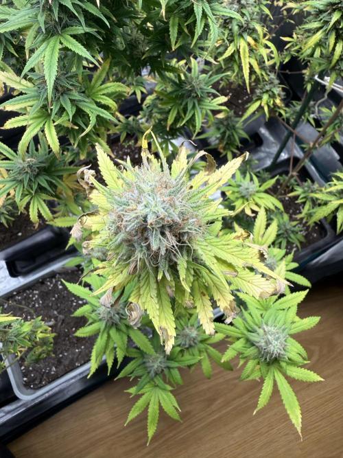 GIRL SCOUT KUSH. Week 13