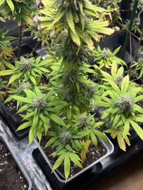 GIRL SCOUT KUSH. Week 13