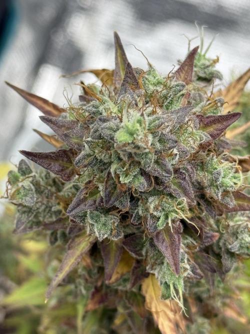 GIRL SCOUT KUSH. Week 13