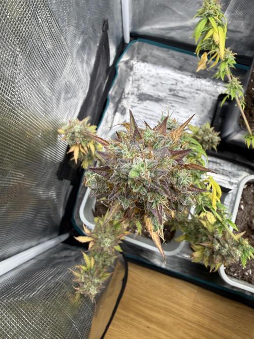 GIRL SCOUT KUSH. Week 13