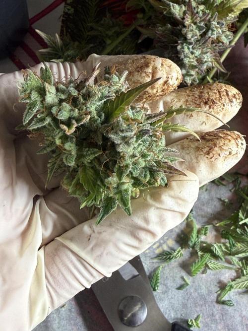 GIRL SCOUT KUSH. Week 13