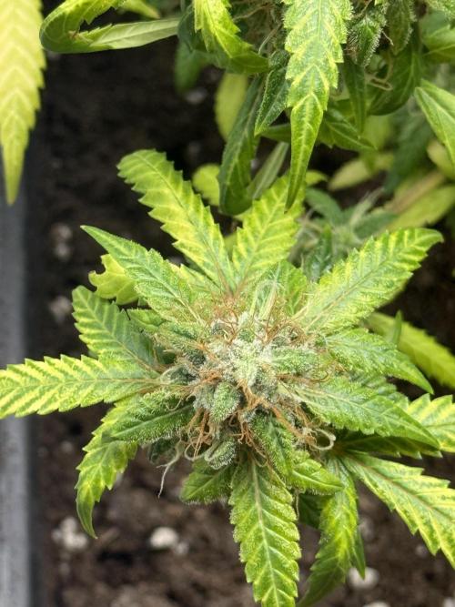 AUTO FRACTAL. Week 13