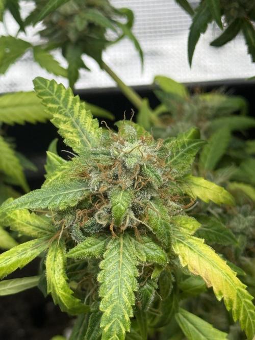 AUTO FRACTAL. Week 13