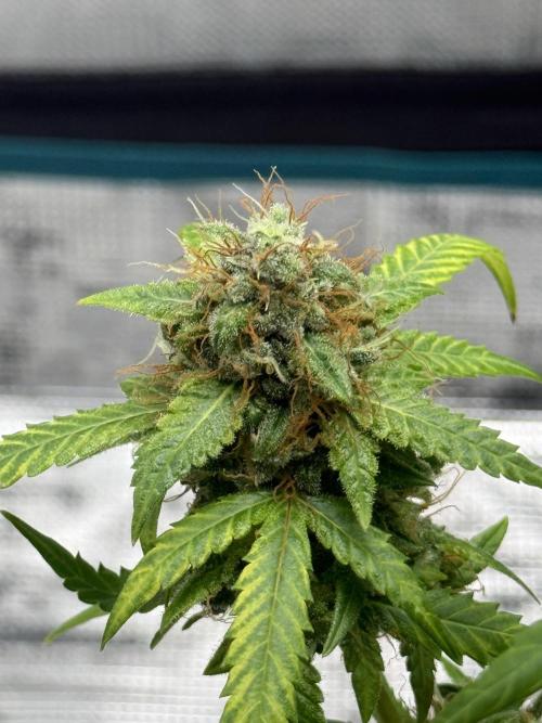 AUTO FRACTAL. Week 13