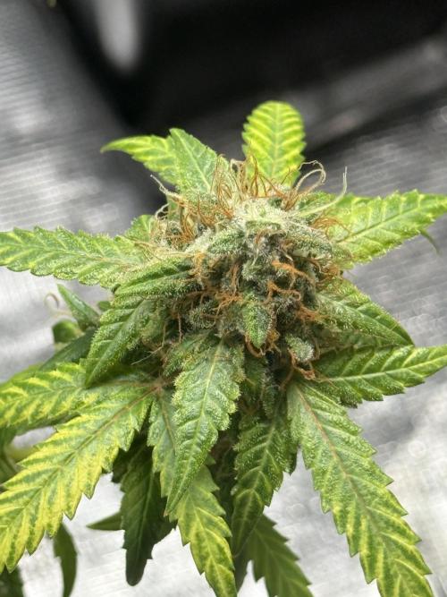 AUTO FRACTAL. Week 13