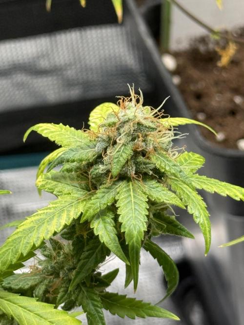 AUTO FRACTAL. Week 13