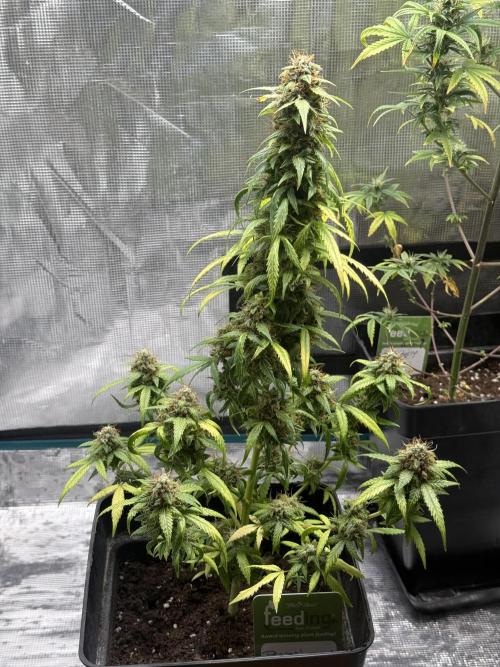 AUTO FRACTAL. Week 13