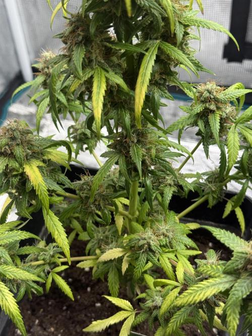 AUTO FRACTAL. Week 13