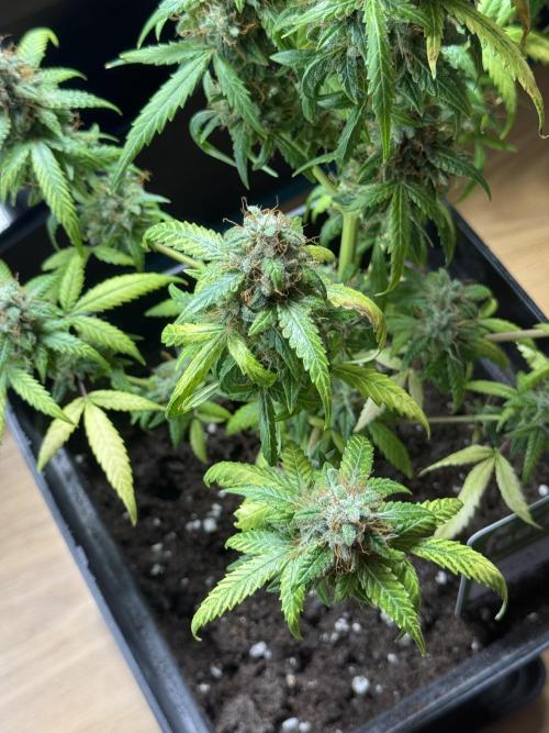 AUTO FRACTAL. Week 13