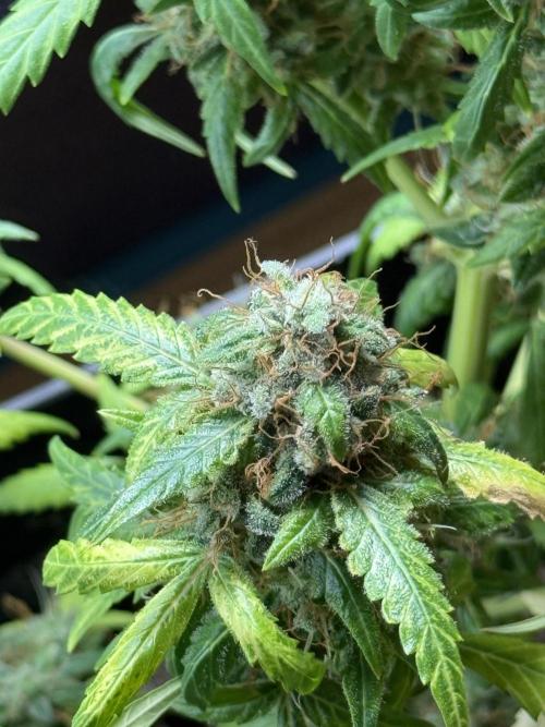 AUTO FRACTAL. Week 13