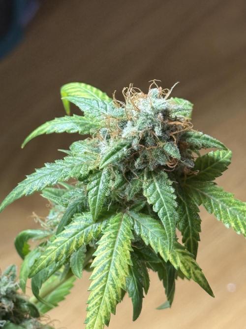 AUTO FRACTAL. Week 13