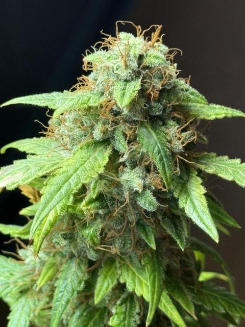 AUTO FRACTAL. Week 13