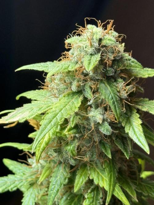 AUTO FRACTAL. Week 13