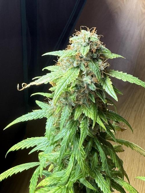 AUTO FRACTAL. Week 13