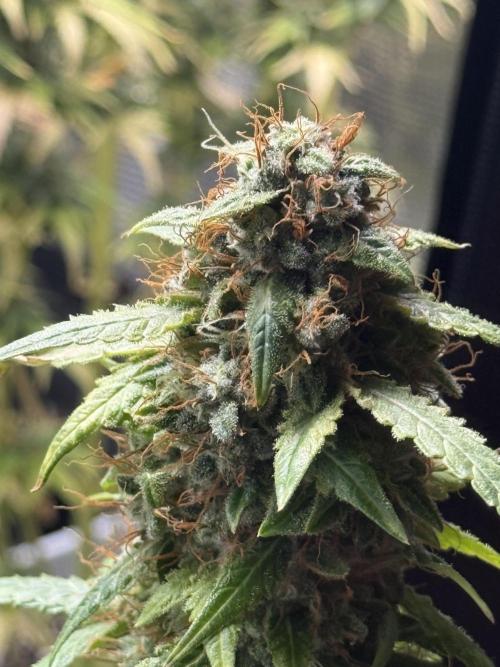 AUTO FRACTAL. Week 13