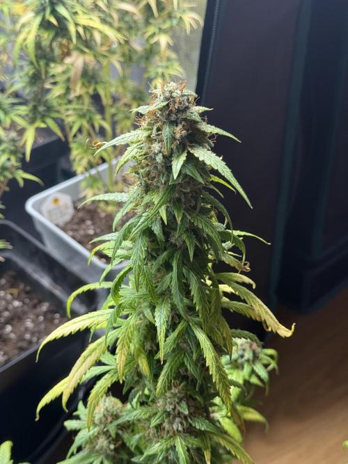 AUTO FRACTAL. Week 13