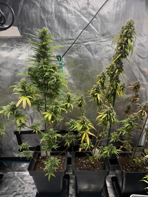 AUTO BLUEBERRY. Week 13