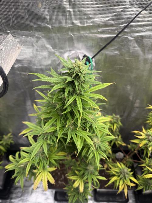 AUTO BLUEBERRY. Week 13