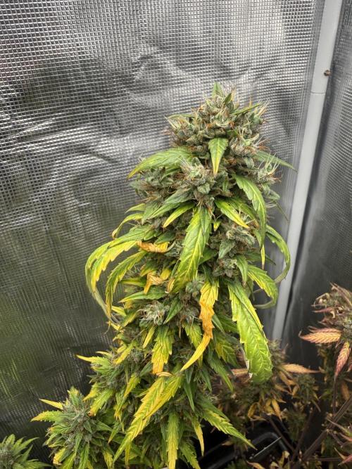 AUTO BLUEBERRY. Week 13