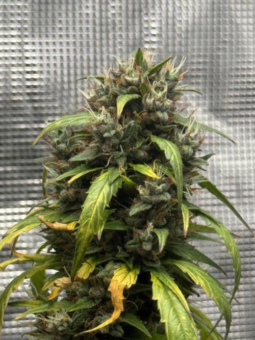 AUTO BLUEBERRY. Week 13