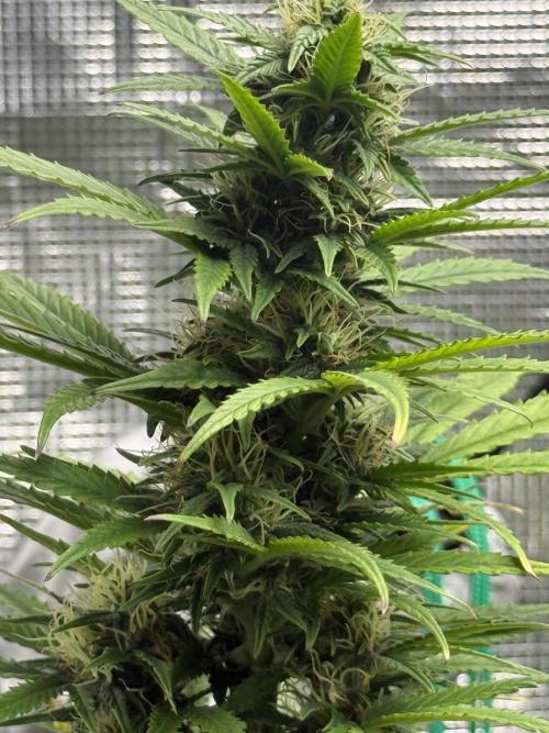 AUTO BLUEBERRY. Week 13