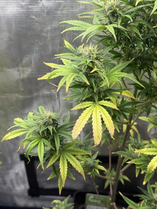 AUTO BLUEBERRY. Week 13