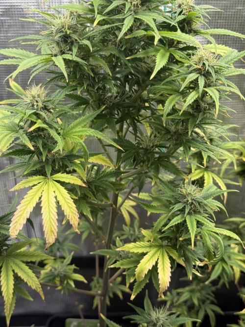 AUTO BLUEBERRY. Week 13