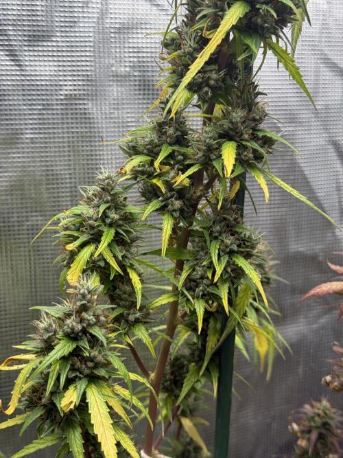 AUTO BLUEBERRY. Week 13