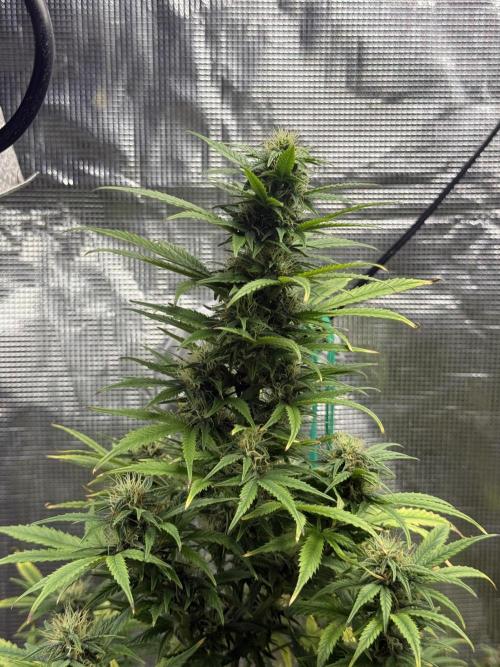 AUTO BLUEBERRY. Week 13