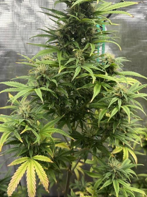 AUTO BLUEBERRY. Week 13